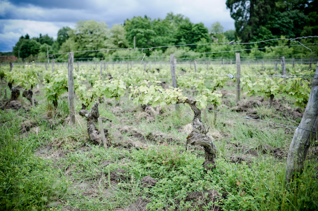 Vecchie vigne di Sauvignon a Cheverny