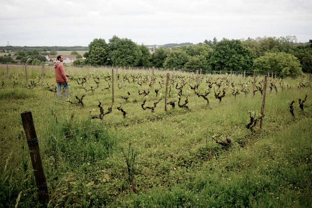 Vigneto di uve rosse, Groleau, Gamay e Pineau d'Aunis di 80 anni con Renaud Guettier