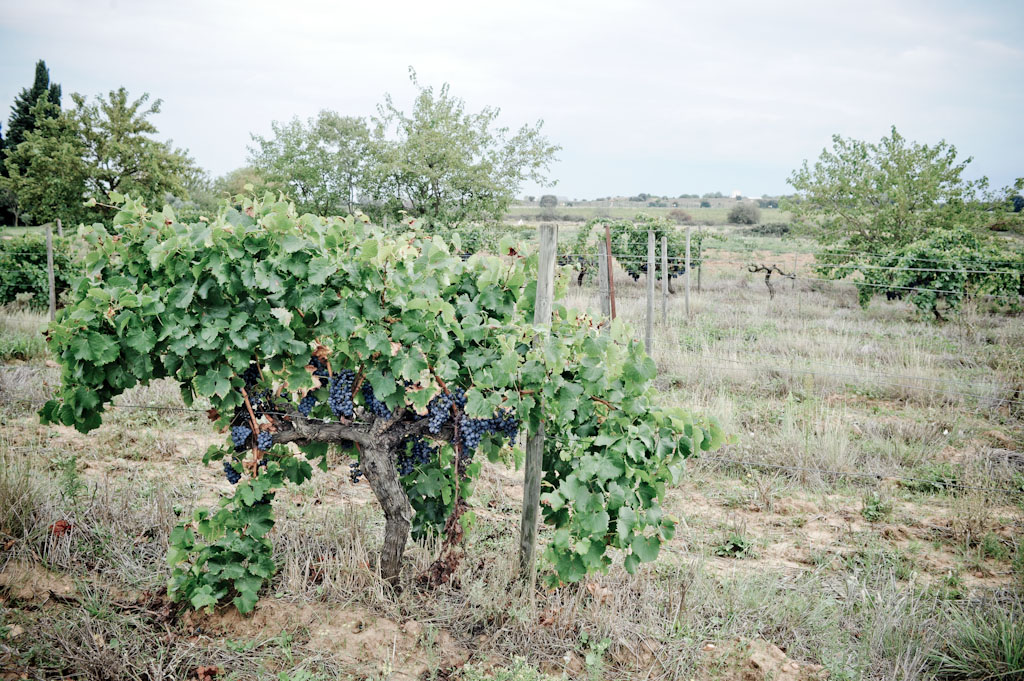 Grenache a Domaine de Rapatel, vini naturali senza solfiti