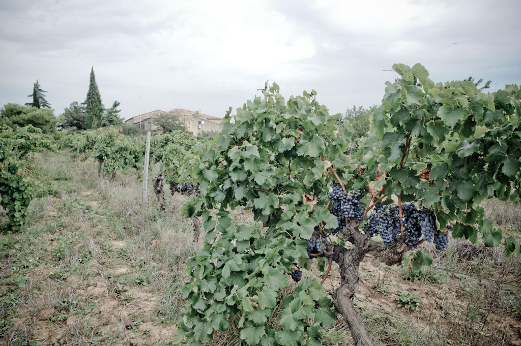 I vigneti di Domaine de Rapatel di Gerard Eyraud