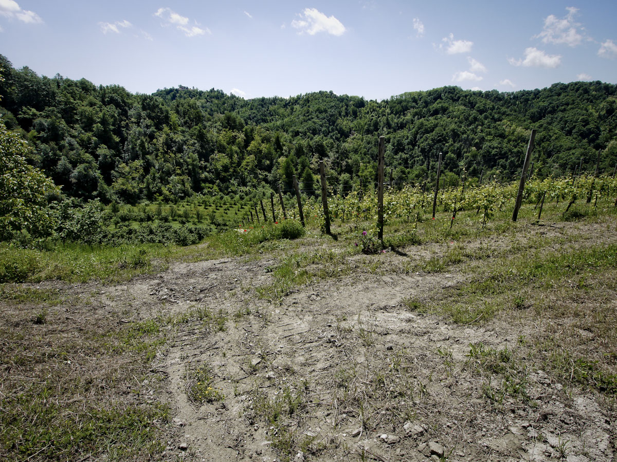 I vigneti di Barbera e Grignolino Biologico di Auriel in Monferrato