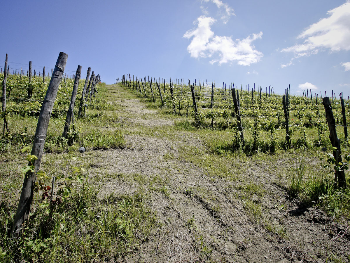 Pendenze sui vigneti di Auriel, Grignolino e Barbera in Monferrato